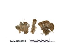 藏品(絲瓜苔屬)的圖片